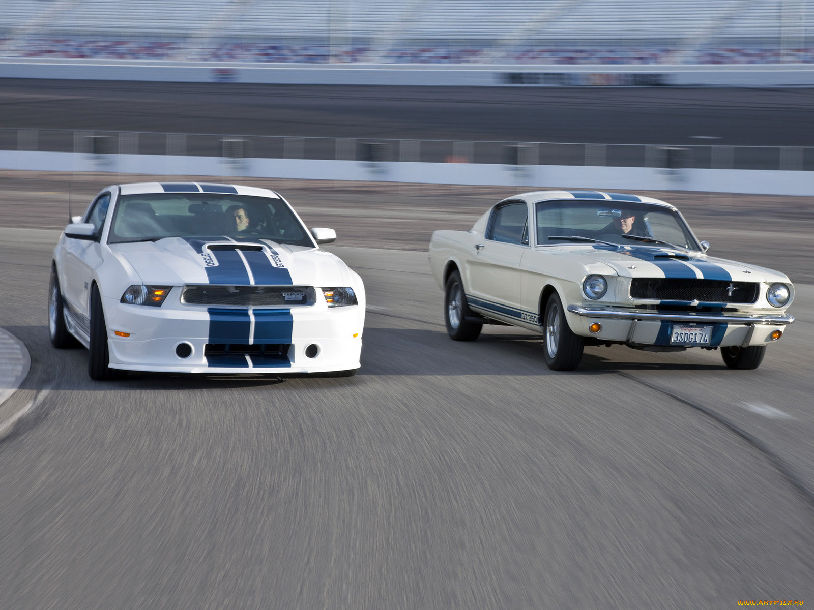 , mustang